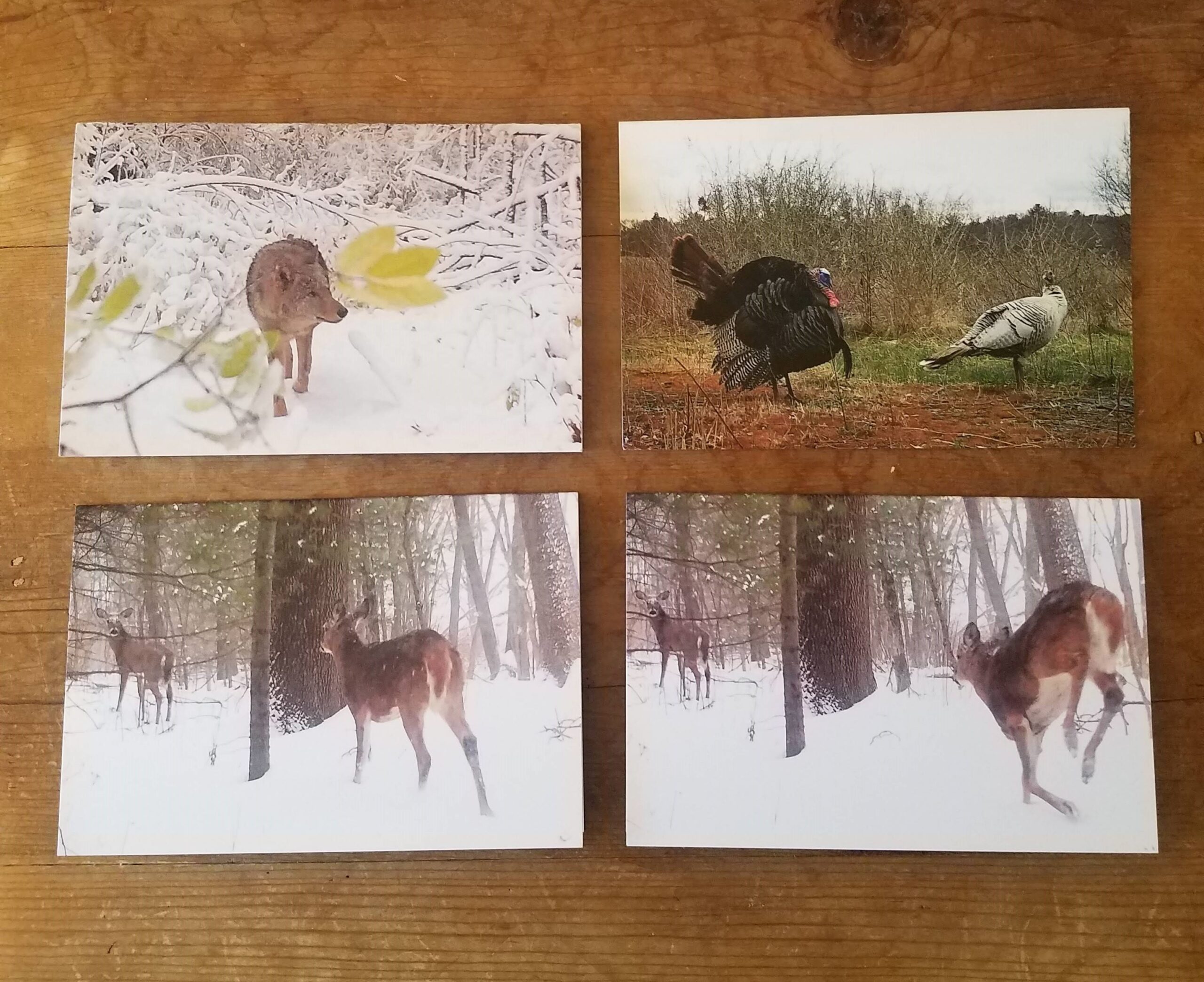snowcardseries2